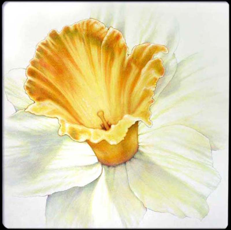 Flower Daff