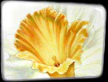 Flower Daff