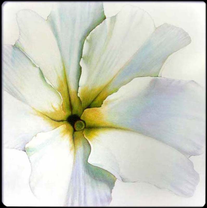 Flower Pansy