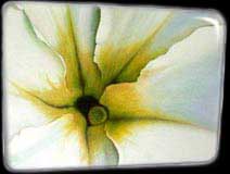 Flower Pansy