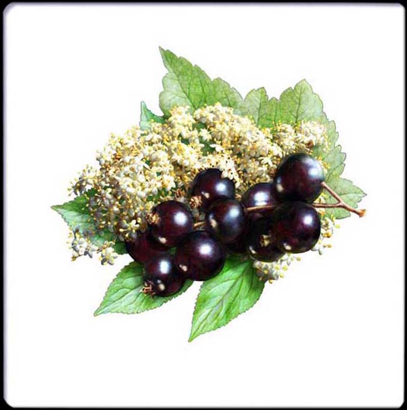 Pixley Berries - Elder and Blackcurrant