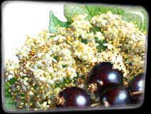 Pixley Berries - Elder and Blackcurrant