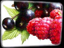 Pixley Berries - Rasberry and Blackcurrant