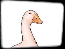 Golden Goose