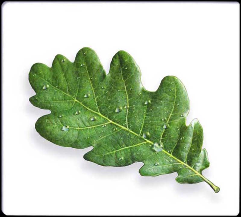 Oak Leaf