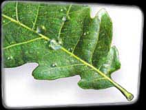 Oak Leaf