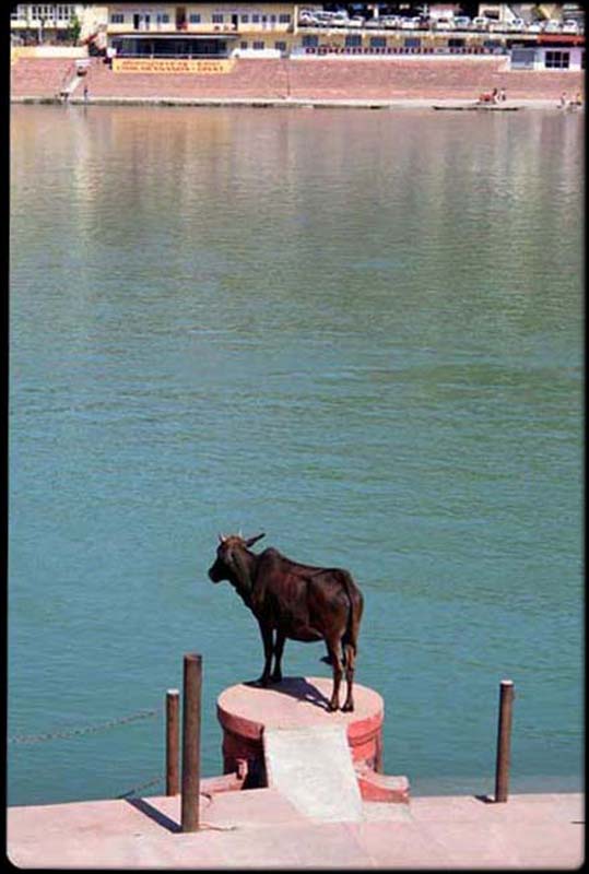 Holy Cow