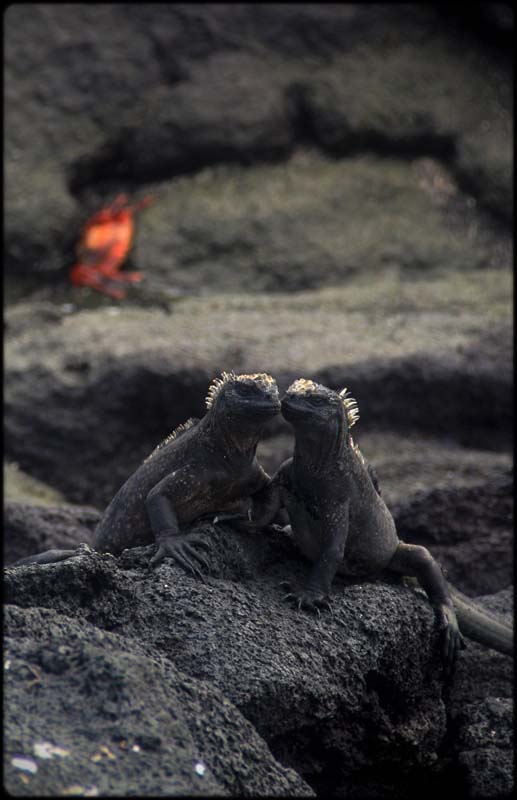 Iguana-marinha