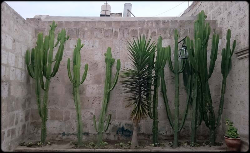 Cactii
