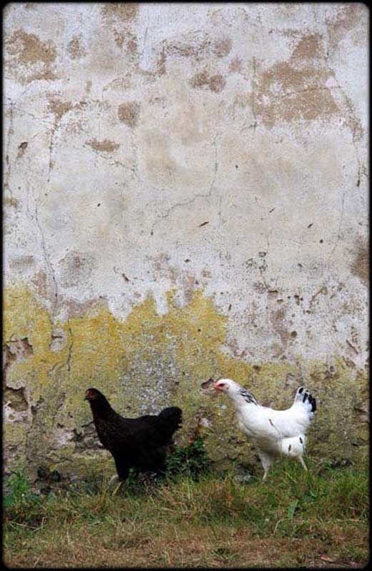 Chicken Run