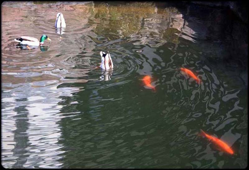 Pondlife