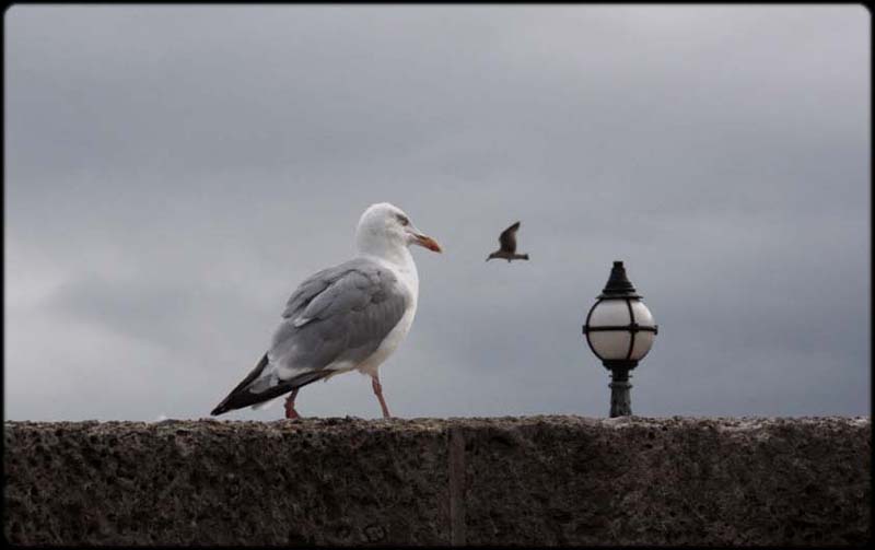 Seagull Wind