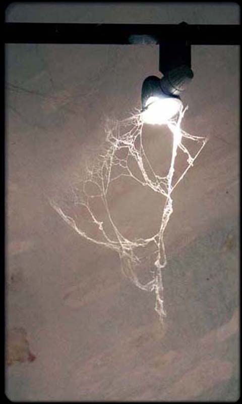 Web