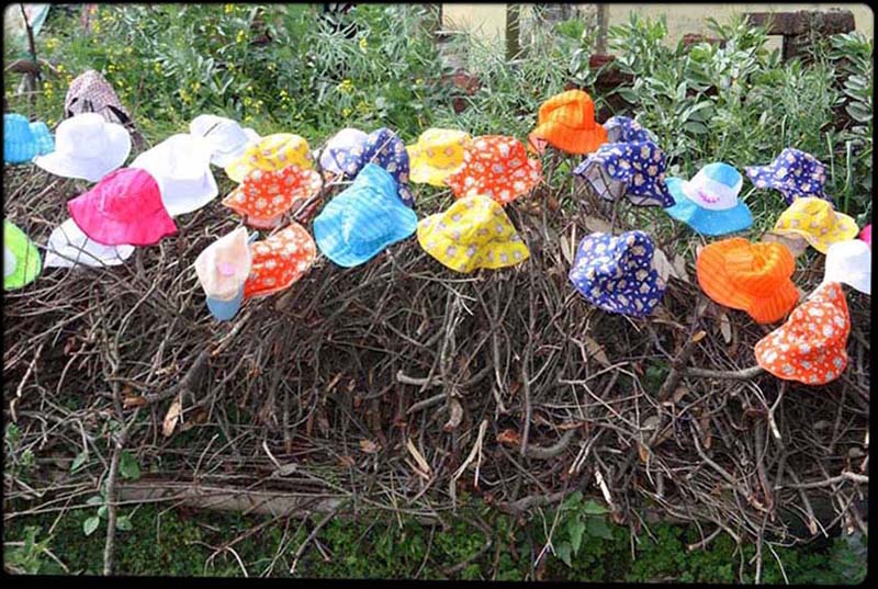 Japanese Hat Bush
