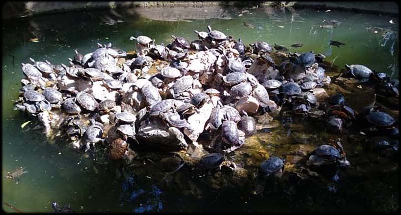 Mock Turtle Soup