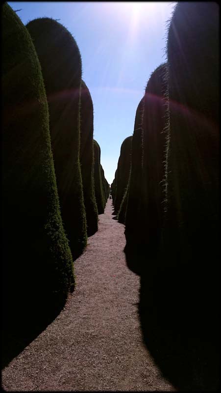 Hedge