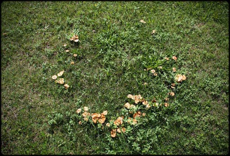 Fairy Ring