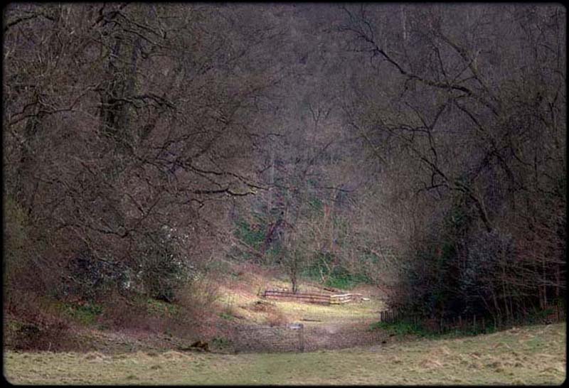 Copse