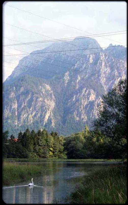 Swan Fussen