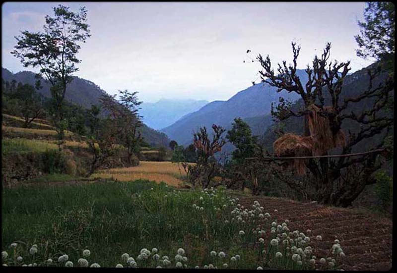 Uttarkashi Harvest