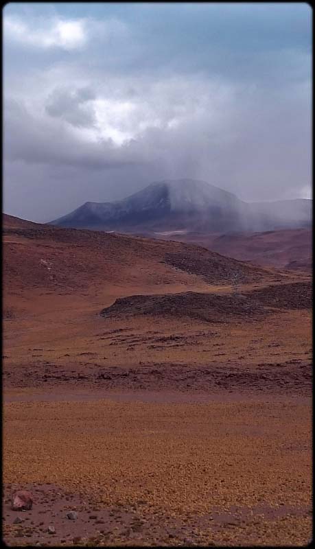 Rain Pampas