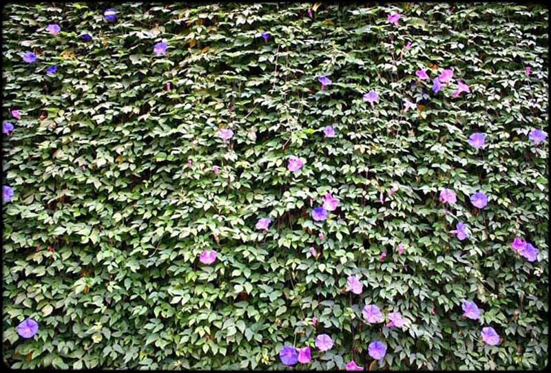 Hedge
