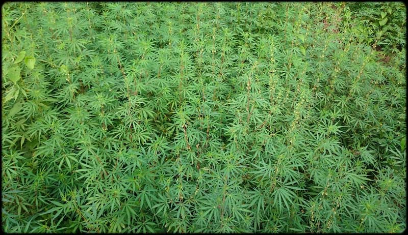 Sativa