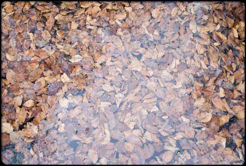 Leaves