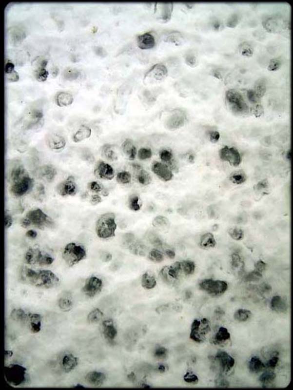 Snow Paw