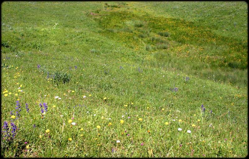 Picos Sward