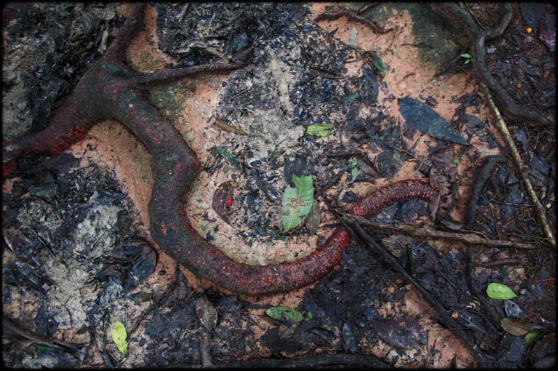 Jungle Root